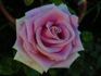 Rosita Vendela rose photo