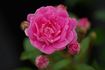 Paul Délépine rose photo