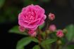 Paul Délépine rose photo