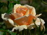 Triolet rose photo