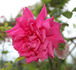 Cathrine Kordes rose photo
