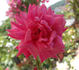 Cathrine Kordes rose photo