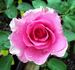 Pink Majesty rose photo