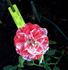 Tiger Tail rose photo
