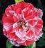 Tiger Tail rose photo