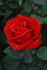 O. L. Weeks rose photo