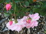 AN 1131 B rose photo