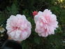 AN 1131 B rose photo