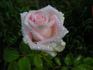 Rosita Vendela rose photo