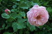 Rosenelfe rose photo