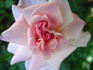 Rosenelfe rose photo