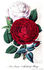 Queen Victoria rose photo