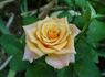 Indian Fema rose photo