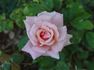Treasure Isle rose photo