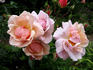 Helle Märchenland rose photo