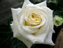Larita rose photo