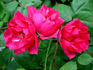 Pink Duvigneau rose photo