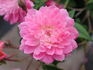 Silver Tips rose photo