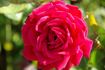 John Waterer rose photo