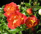 Carpet of Color rose photo