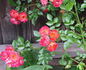 Carpet of Color rose photo