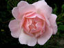 Helle Märchenland rose photo