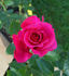 Southern Breeze rose photo