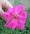 ABDXPB rose photo