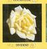 Dividend rose photo