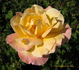 Celebrity rose photo