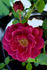 Saint Mary ™ rose photo