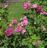 Stratosféra rose photo
