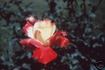 Musicale rose photo