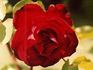 Royal Show rose photo