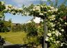 Euterpe rose photo