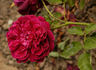 Friedrichsruh rose photo