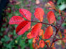Burnet Purple rose photo