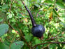Burnet Purple rose photo