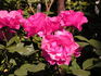 Dolly ® rose photo