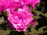 Dolly ® rose photo