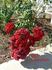 Red Fountain rose photo