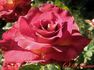 Gypsy Leonidas rose photo