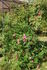 Deutsches Rosarium Dortmund rose photo