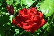 Rodeo Drive ™ rose photo