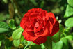 Rodeo Drive ™ rose photo