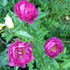 Sven rose photo