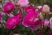 Sven rose photo