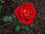 Canadian Sunset rose photo