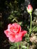 Martha Rice rose photo