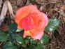 Country Life rose photo